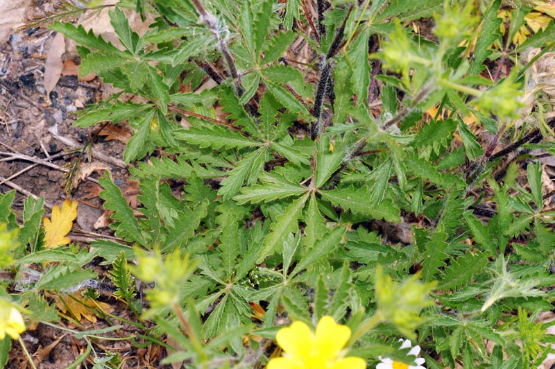 Potentilla recta